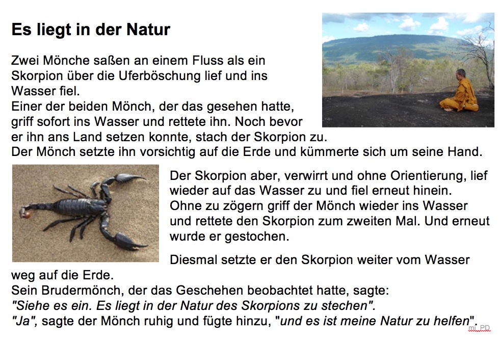 Skorpion_Natur
